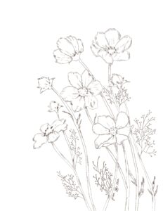 Graphite sketch of wildflowers in black.