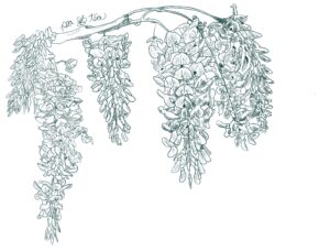 Graphite sketch of hanging wisteria in dark green
