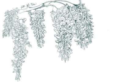 Graphite sketch of hanging wisteria in dark green