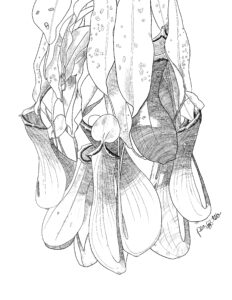 Graphite sketch of a hanging tropical pitcher plant in black.