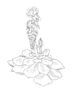 Graphite sketch of a succulent with broad leaves and a flowering stem, in black.
