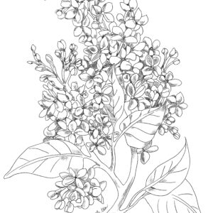 Graphite sketch of lilacs in black.
